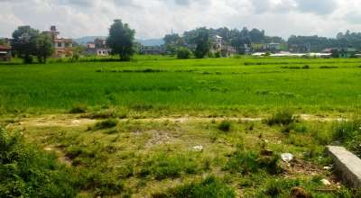 धान खेत पोखरा