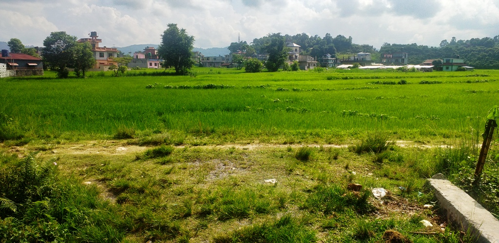 धान खेत पोखरा