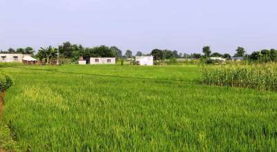 दोधारा चाँदनी