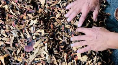 रातो च्याउ