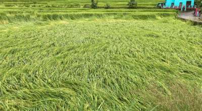 धानबाली क्षति