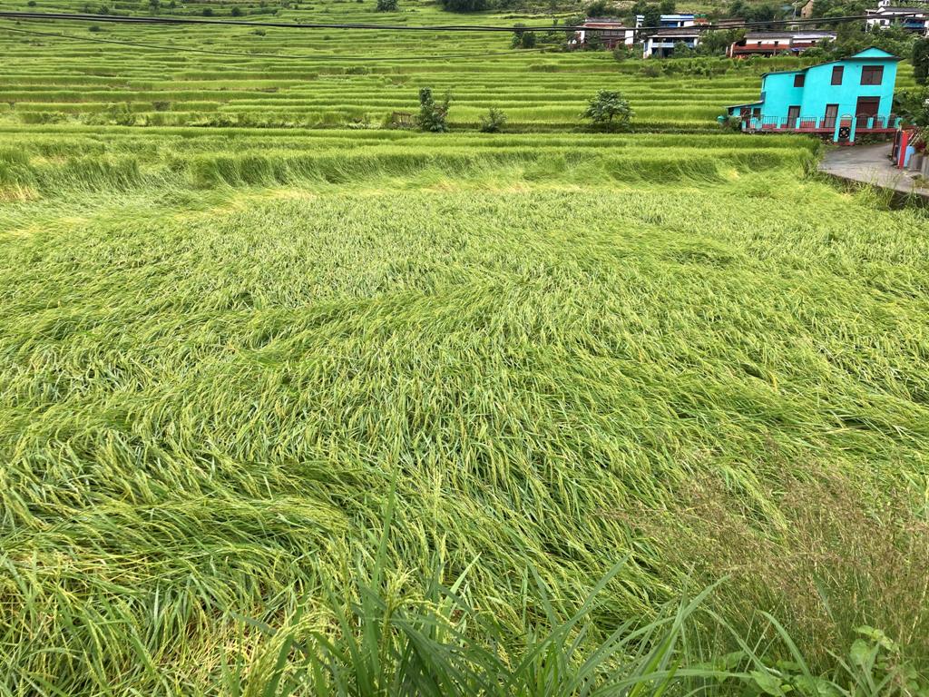 धानबाली क्षति