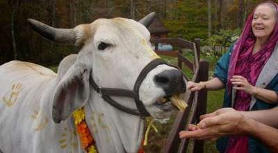 गोरु तिहार