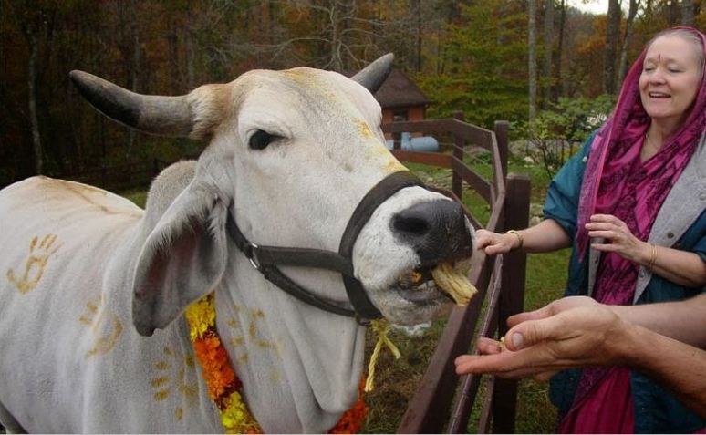 गोरु तिहार