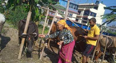 गाई पूजा