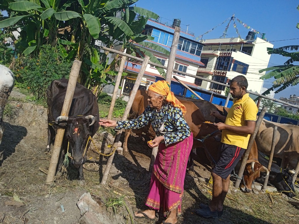 गाई पूजा