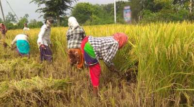 खेतीपातीकै चिन्ता