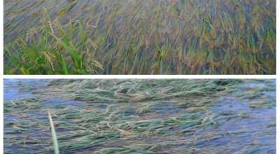 धानबालीमा क्षति