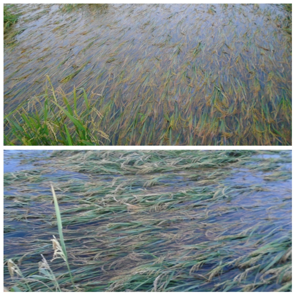 धानबालीमा क्षति