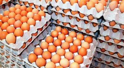 नेपाली अण्डा उत्पादक व्यवसायी