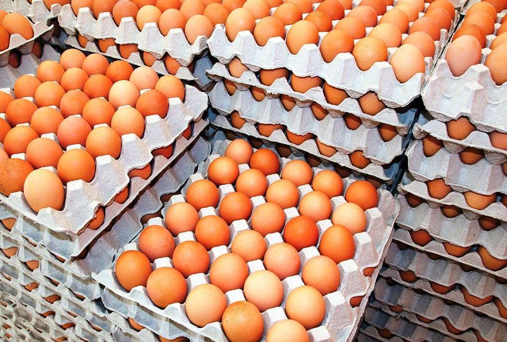नेपाली अण्डा उत्पादक व्यवसायी