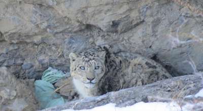 हिउँ चितुवा