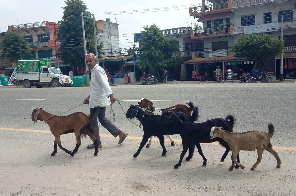 खसीबोका