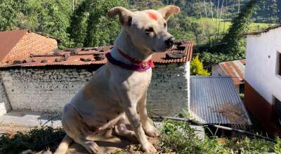 कुकुर तिहार