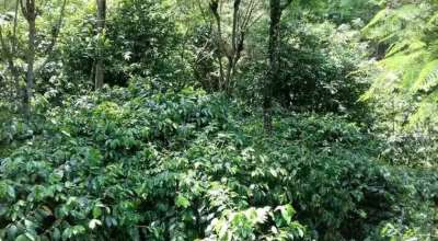 अग्र्यानिक कफी