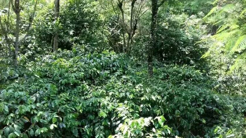 अग्र्यानिक कफी