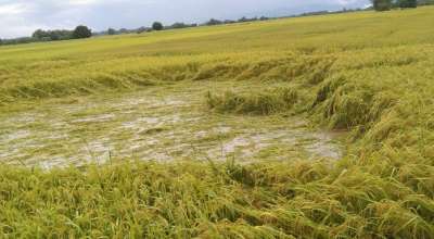 धान उत्पादन घट्ने