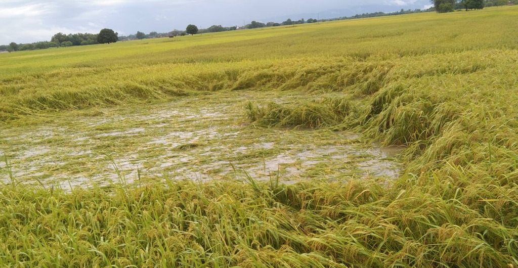 धान उत्पादन घट्ने