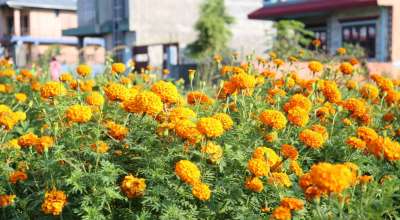 सयपत्री फूल