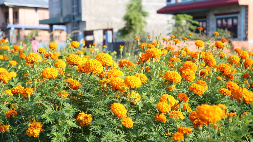 सयपत्री फूल