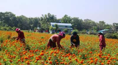 तिहारमा फुल