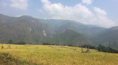 सिन्धुलीको ग्वाल्टारमा पाक्न लागेको धान