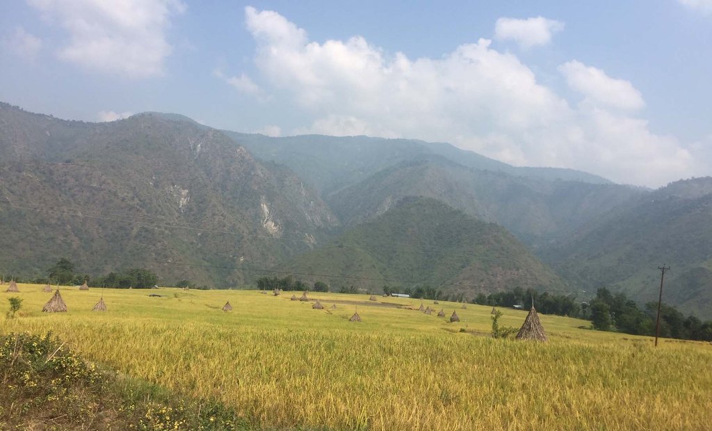 सिन्धुलीको ग्वाल्टारमा पाक्न लागेको धान