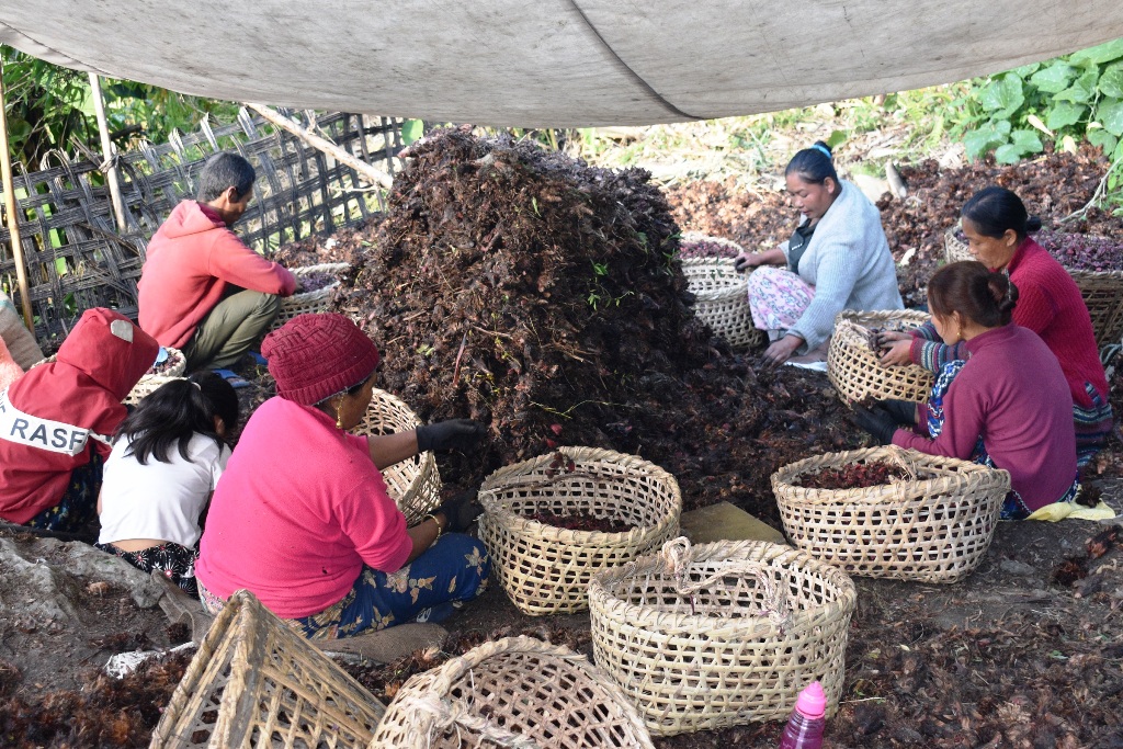 अलैँची घर भित्र्याउनै चटारो