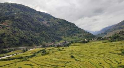 धान काट्ने र न्वागी खाने