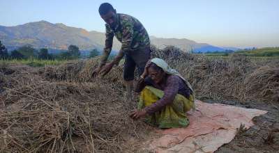 फड्के कीराको समस्या