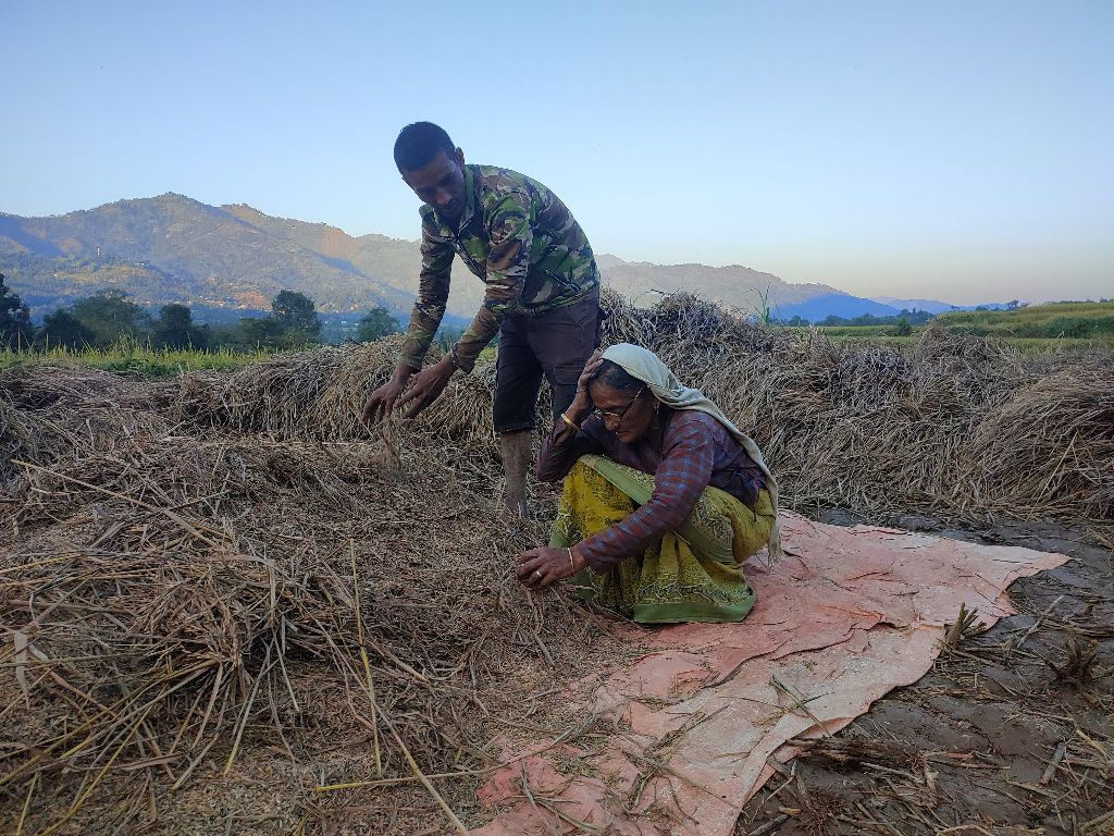 फड्के कीराको समस्या