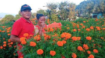 सयपत्री फूल