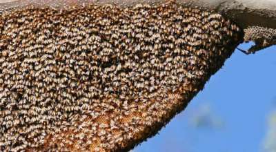 सिङ्गुस