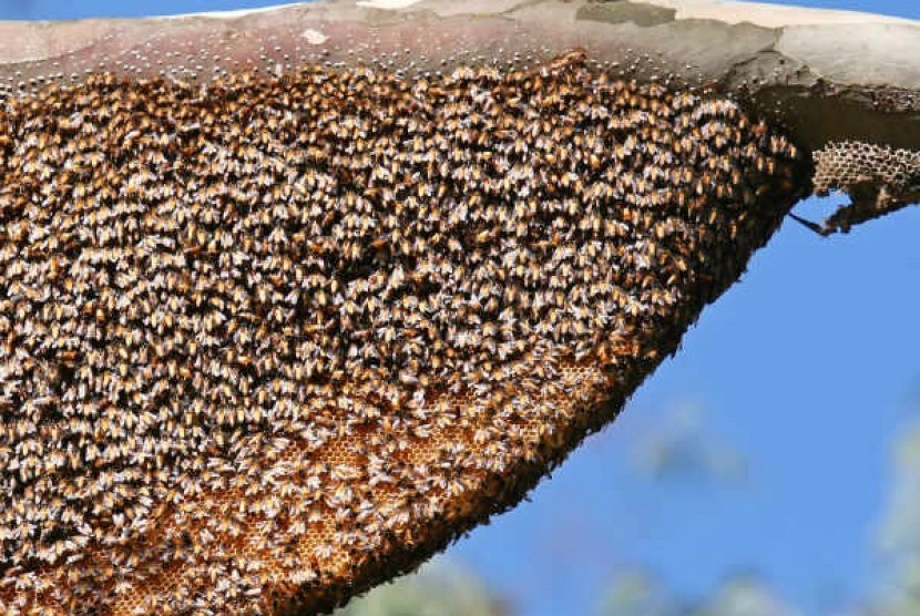 सिङ्गुस