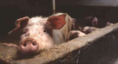 अफ्रिकन स्वाइन फिभर