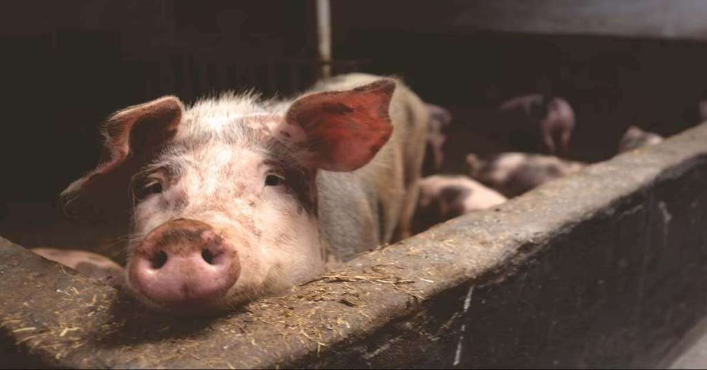 अफ्रिकन स्वाइन फिभर