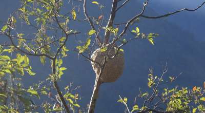 अरिङ्गालको गोला