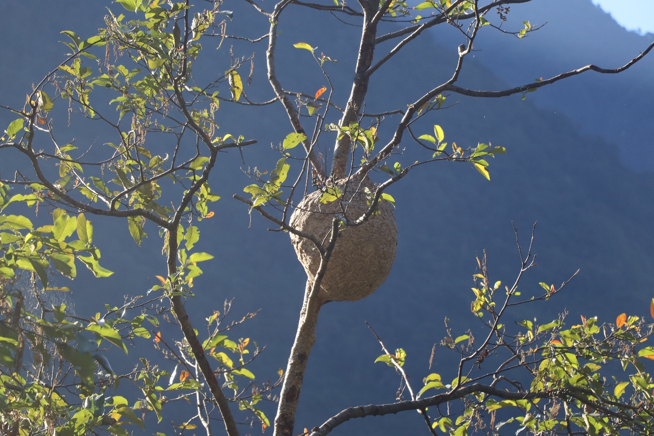 अरिङ्गालको गोला