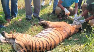 पाटे बाघ मृत फेला