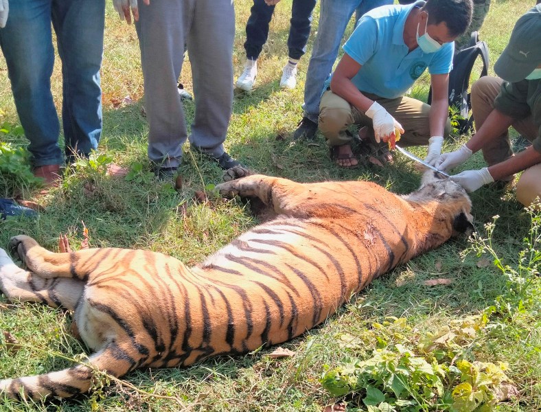 पाटे बाघ मृत फेला