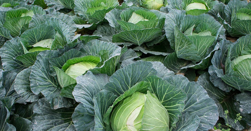 तरकारी बन्दा