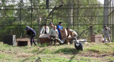 गिद्ध स्थानान्तरण