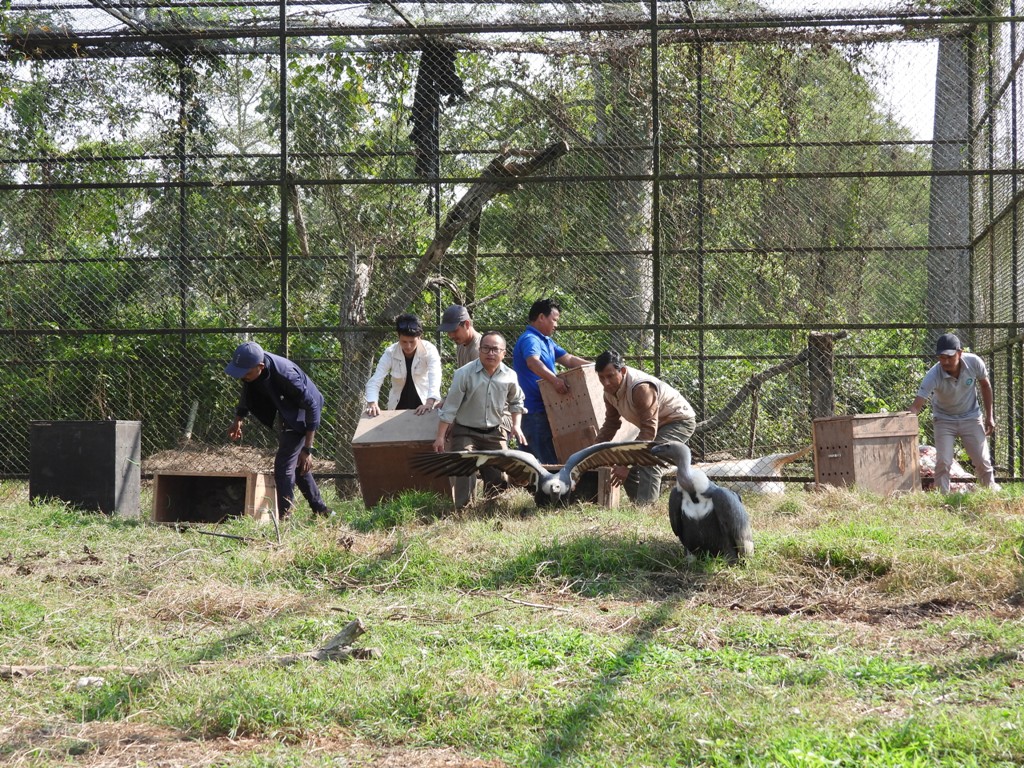 गिद्ध स्थानान्तरण