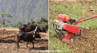 गोरु र हाते ट्र्याक्टरले जोत्दै