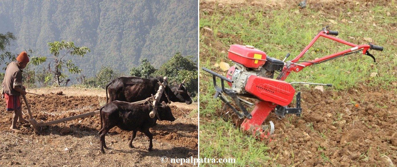 गोरु र हाते ट्र्याक्टरले जोत्दै