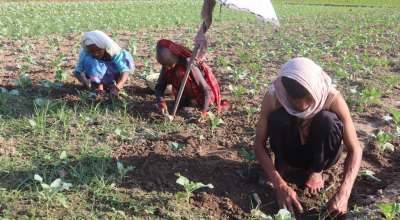 तरकारी खेती