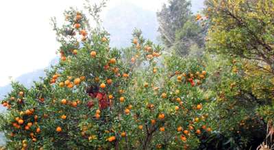 मनकामना सुन्तला