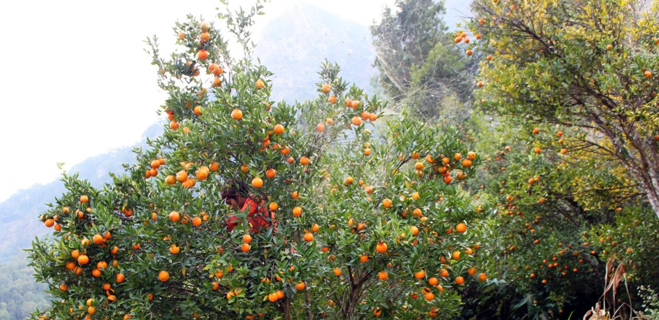 मनकामना सुन्तला
