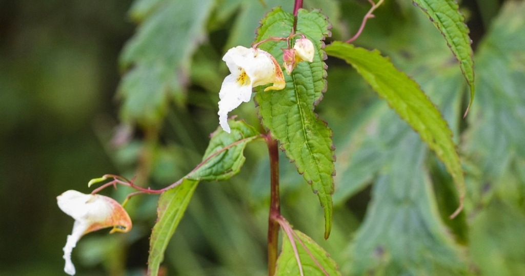 तिउरीको नयाँ प्रजाति
