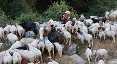 पशुपालक किसान
